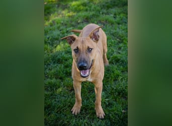 DJEGO - der aktive und verspielte junge Rüde freut sich auf eine eigene Familie