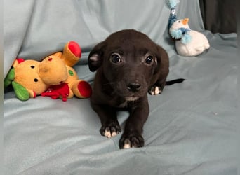 Welpe MIDNIGHT - wer schenkt dem kleinen Mann ein tolles Zuhause?