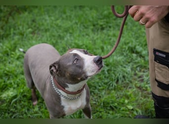 SMOKEY  - wer schenkt mir sein Herz und ein Zuhause?