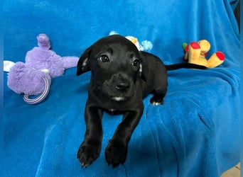 Welpe FRANZL - wenn ich groß bin möchte ich ein richtiger Familienhund sein!