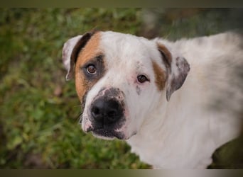 GUSTAV - der liebe Rüde sucht ein ruhigeres Zuhause bei einfühlsamen Menschen