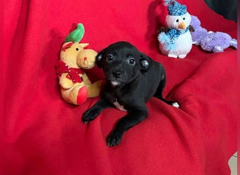 Welpe TRUDI - wer schenkt der kleinen Maus ein tolles Für-Immer Zuhause?