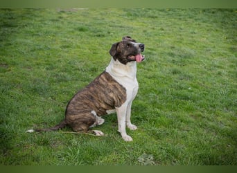 JERRY - der freundliche Rüde sucht aktive, sportliche Menschen und braucht ordentlich Beschäftigung