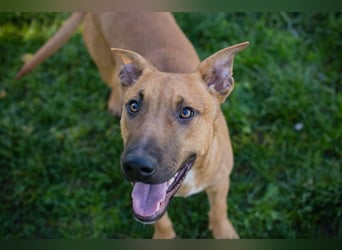 DJEGO - der aktive und verspielte junge Rüde freut sich auf eine eigene Familie