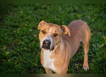 RATZ - der fröhliche, brave und freundliche Rüde ist der perfekte Familienhund
