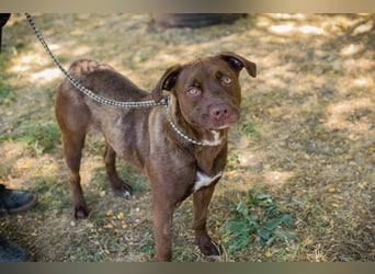 FLICKA - wer hat Hundeerfahrung und schenkt der hübschen Maus ein Für-Immer Zuhause?