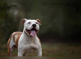 JIGGLE - der kräftige junge Herr sucht ein hundeerfahrenes Zuhause