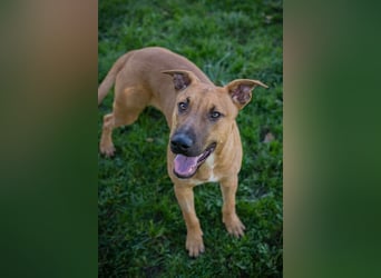 DJEGO - der aktive und verspielte junge Rüde freut sich auf eine eigene Familie