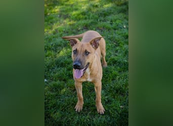 DJEGO - der aktive und verspielte junge Rüde freut sich auf eine eigene Familie