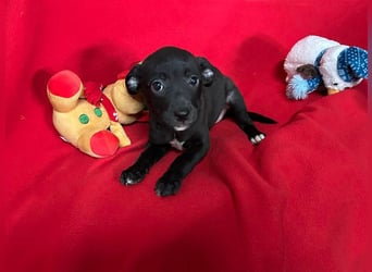 Welpe TRUDI - wer schenkt der kleinen Maus ein tolles Für-Immer Zuhause?