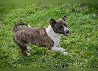 JERRY - der freundliche Rüde sucht aktive, sportliche Menschen und braucht ordentlich Beschäftigung