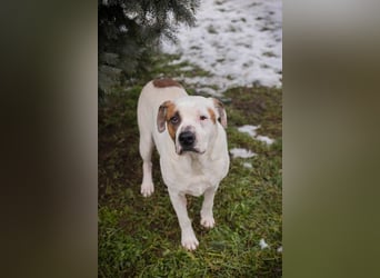 GUSTAV - der liebe Rüde sucht ein ruhigeres Zuhause bei einfühlsamen Menschen