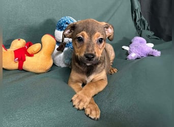 Welpe ERFAN - wer schenkt dem kleinen Racker ein tolles Zuhause?