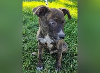 Welpe PIRIO - das neugierige Hundekind sucht ein hundeerfahrenes Zuhause