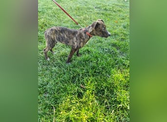 Welpe PIRIO - das neugierige Hundekind sucht ein hundeerfahrenes Zuhause