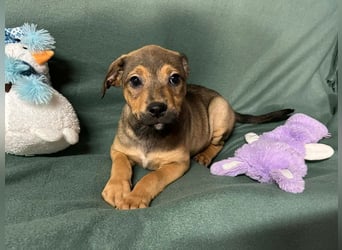 Welpe ERFAN - wer schenkt dem kleinen Racker ein tolles Zuhause?