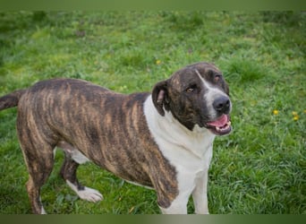 JERRY - der freundliche Rüde sucht aktive, sportliche Menschen und braucht ordentlich Beschäftigung