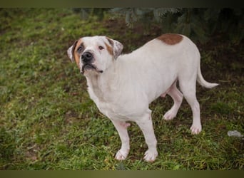 GUSTAV - der liebe Rüde sucht ein ruhigeres Zuhause bei einfühlsamen Menschen