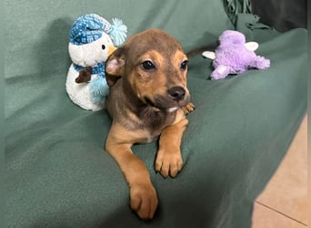 Welpe ERFAN - wer schenkt dem kleinen Racker ein tolles Zuhause?