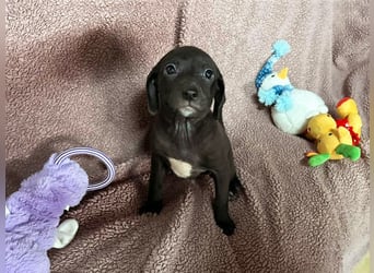 Welpe BETTI - spielen, knuddeln, lernen - schenkst du mir dein Herz und ein Zuhause?