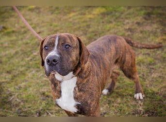 LIMERICK - wer schenkt mir ein Zuhause?