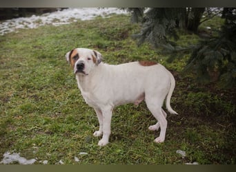 GUSTAV - der liebe Rüde sucht ein ruhigeres Zuhause bei einfühlsamen Menschen