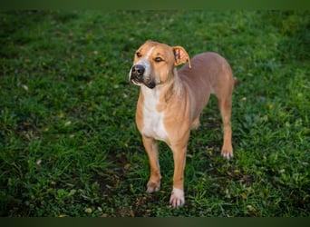 RATZ - der fröhliche, brave und freundliche Rüde ist der perfekte Familienhund