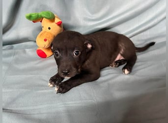 Welpe MIDNIGHT - wer schenkt dem kleinen Mann ein tolles Zuhause?