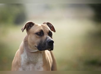 FRONI - die hübsche Maus sucht ein hundeerfahrenes, liebevolles Zuhause!