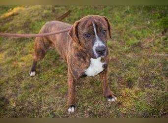 LIMERICK - wer schenkt mir ein Zuhause?