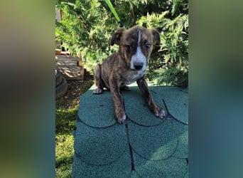 Welpe SISKO - ich suche ein Zuhause bei hundeerfahrenen Menschen!