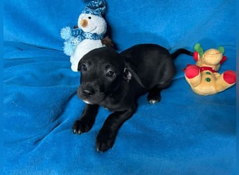 Welpe FRANZL - wenn ich groß bin möchte ich ein richtiger Familienhund sein!