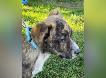 Welpe TOVO - der offene, lustige und verspielte kleine Mann sucht ein tolles Zuhause