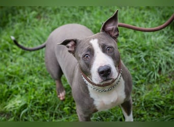 SMOKEY  - wer schenkt mir sein Herz und ein Zuhause?