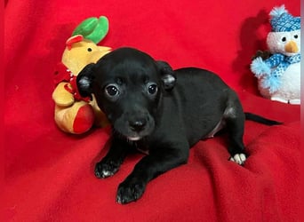 Welpe TRUDI - wer schenkt der kleinen Maus ein tolles Für-Immer Zuhause?