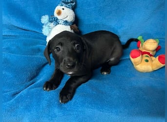 Welpe FRANZL - wenn ich groß bin möchte ich ein richtiger Familienhund sein!