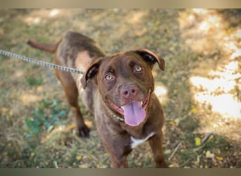 FLICKA - wer hat Hundeerfahrung und schenkt der hübschen Maus ein Für-Immer Zuhause?