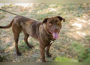 FLICKA - wer hat Hundeerfahrung und schenkt der hübschen Maus ein Für-Immer Zuhause?