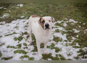 GUSTAV - der liebe Rüde sucht ein ruhigeres Zuhause bei einfühlsamen Menschen