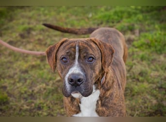 LIMERICK - wer schenkt mir ein Zuhause?