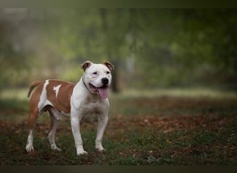 JIGGLE - der kräftige junge Herr sucht ein hundeerfahrenes Zuhause