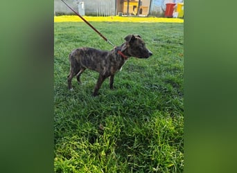 Welpe PIRIO - das neugierige Hundekind sucht ein hundeerfahrenes Zuhause