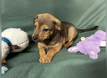 Welpe ERFAN - wer schenkt dem kleinen Racker ein tolles Zuhause?