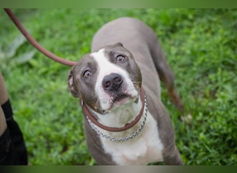 SMOKEY  - wer schenkt mir sein Herz und ein Zuhause?