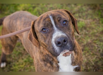 LIMERICK - wer schenkt mir ein Zuhause?