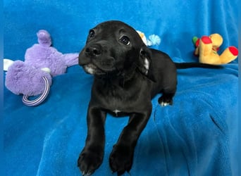 Welpe FRANZL - wenn ich groß bin möchte ich ein richtiger Familienhund sein!