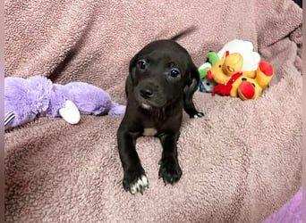 Welpe BETTI - spielen, knuddeln, lernen - schenkst du mir dein Herz und ein Zuhause?