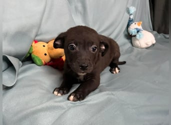 Welpe MIDNIGHT - wer schenkt dem kleinen Mann ein tolles Zuhause?