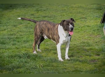 JERRY - der freundliche Rüde sucht aktive, sportliche Menschen und braucht ordentlich Beschäftigung