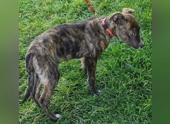 Welpe PIRIO - das neugierige Hundekind sucht ein hundeerfahrenes Zuhause